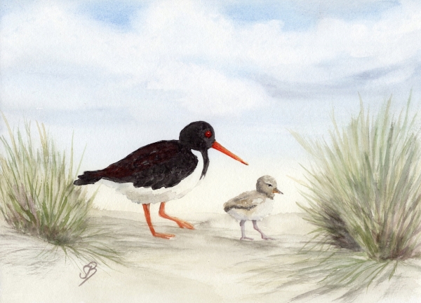 Postkarte DIN-A5 Aquarell Maritim Kunst Druck Kunstdruck Nordsee Amrum 5 - Austernfischer am Strand